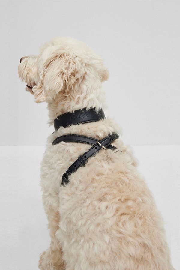 BOSS leather dog harness