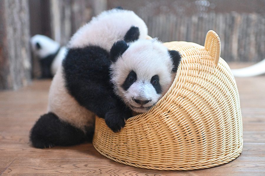 Giant panda clubs in Chengdu