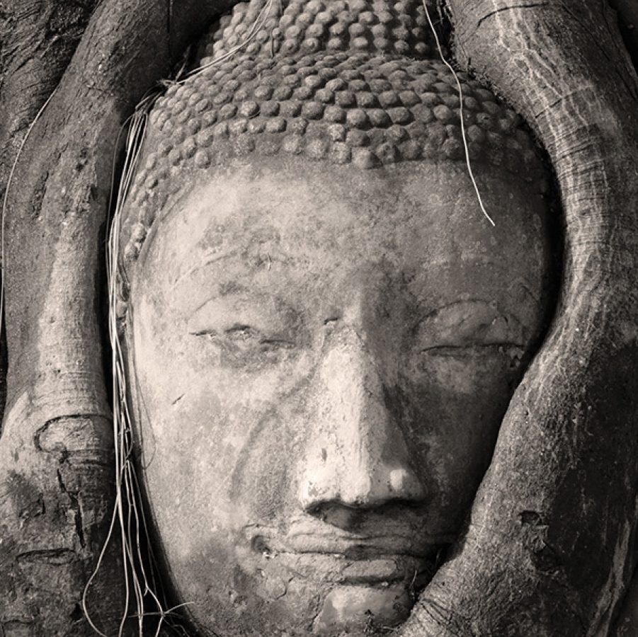 Buddha head in roots Ayutthaya Thailand