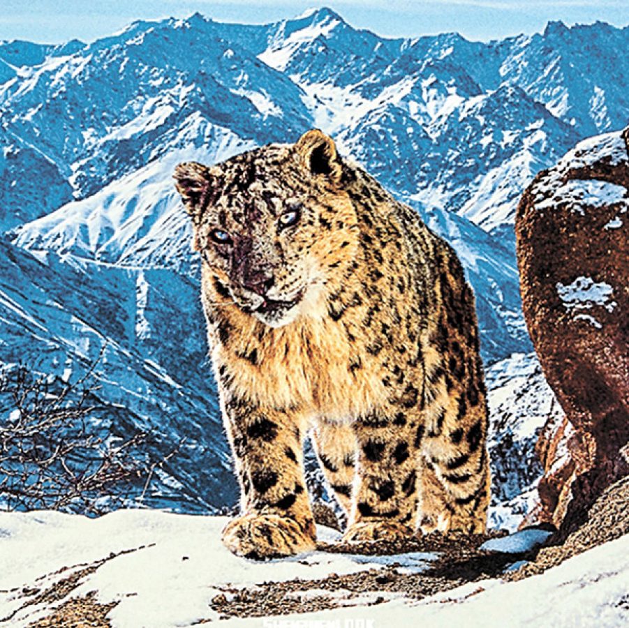 Snow leopard