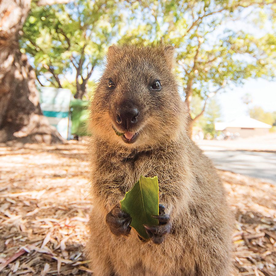 Quokka from Perth