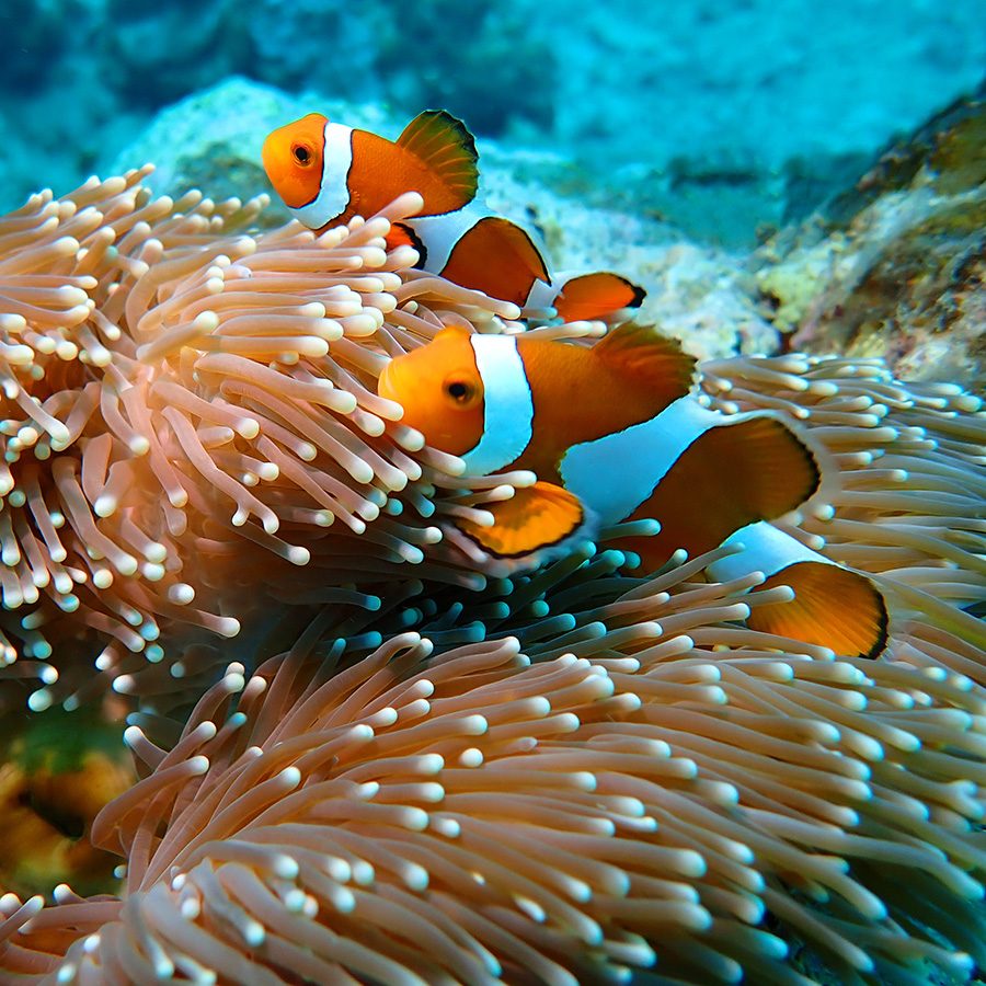 Anemone and sea anemone in Ishigaki Island