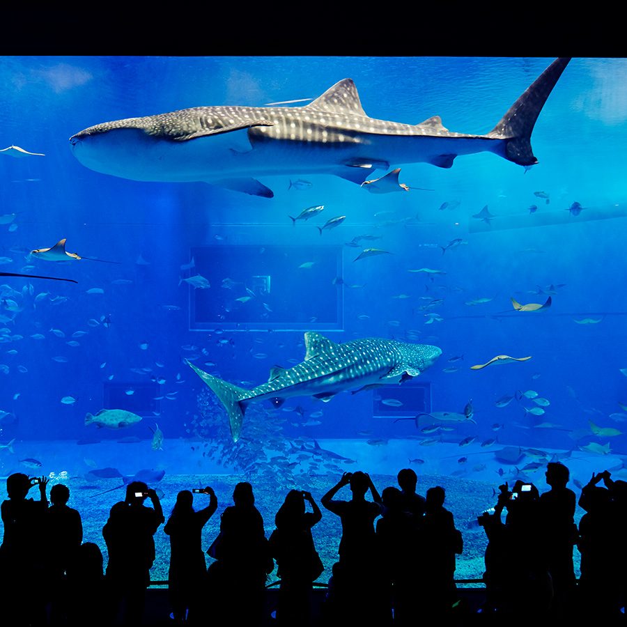 People are watching fishes at Okinawa Churaumi Aquarium