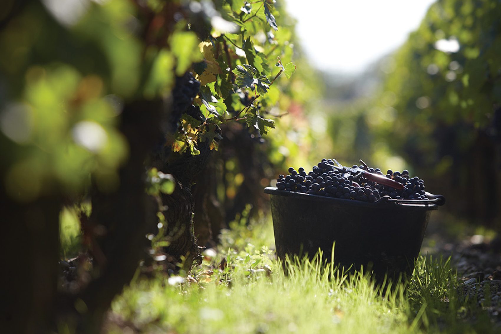 A basket of grapes picked in the vineyard.