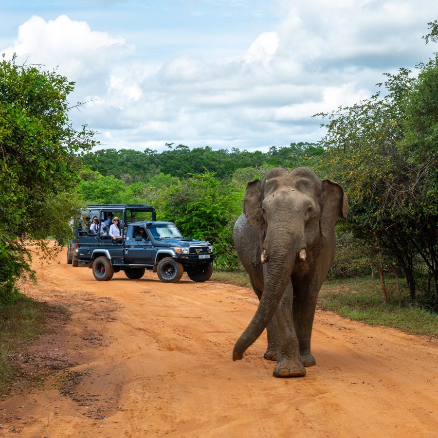 Elephant in Sri Lanka