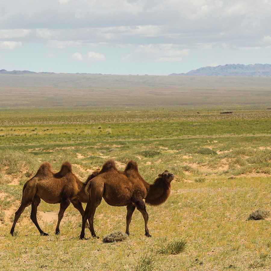 Two camels walking across grassland
