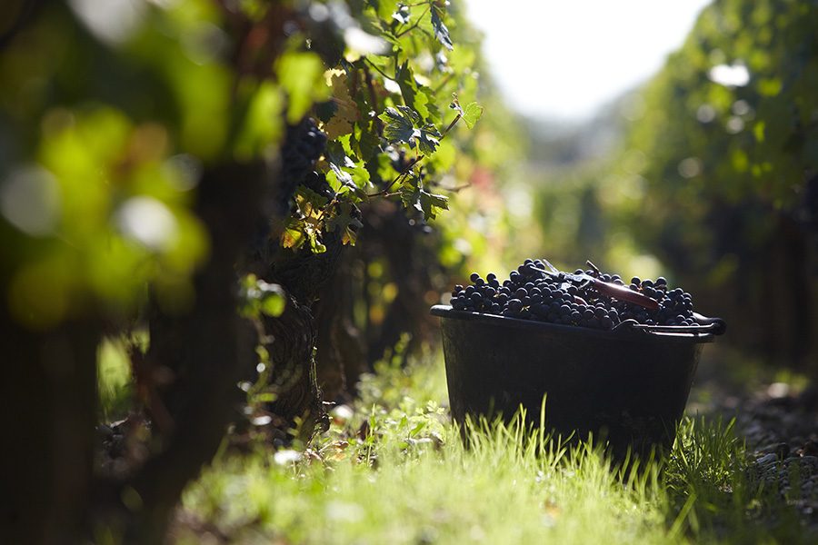 A basket of grapes in the garden.