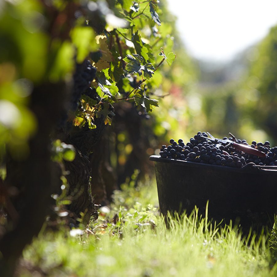A basket of grapes in the garden.