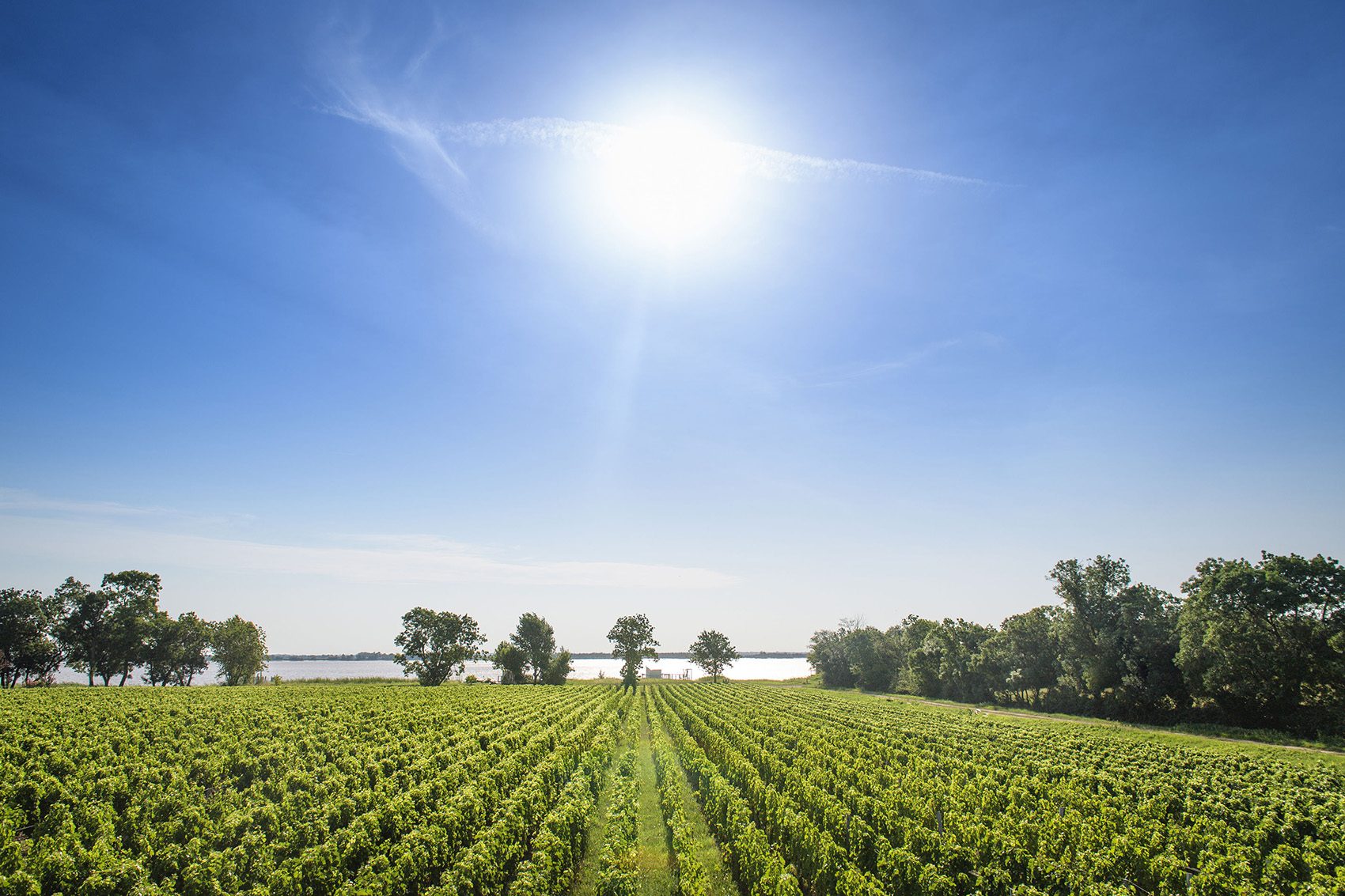 A photo of a green garden with sunny day