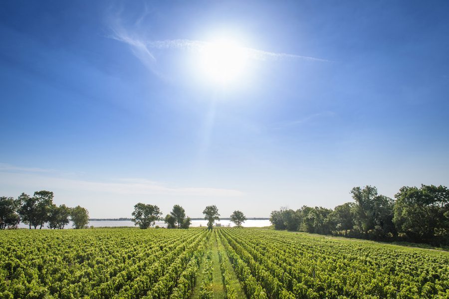 A photo of a green garden with sunny day