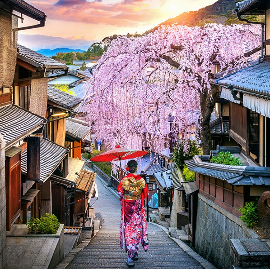 Woman walking under cherry blossom in Kyoto