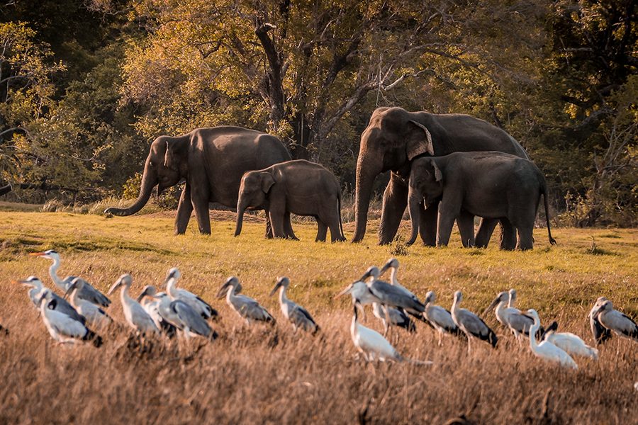Wildlife in Sri Lanka
