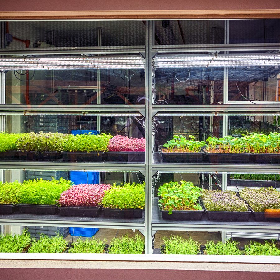Vegetable grew in Funan DigitaLife Mall