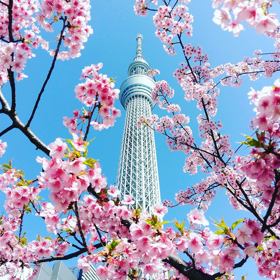 Cherry blossom in front of a tower in Tokyo