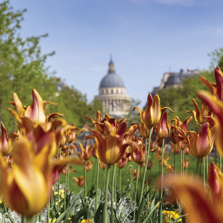 View of flowers in front of building