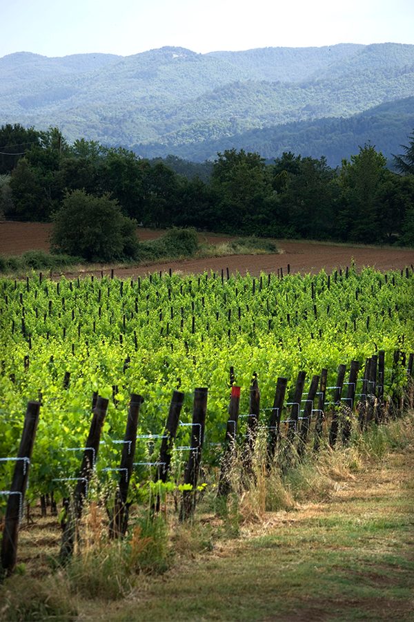 A view of the Sting and Trudie Styler's Palagio vineyard in Tuscany, Italy