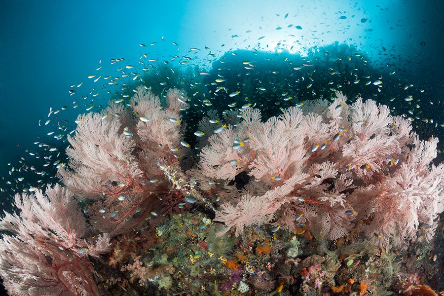 Coral Demoiselle surrounding Seafan