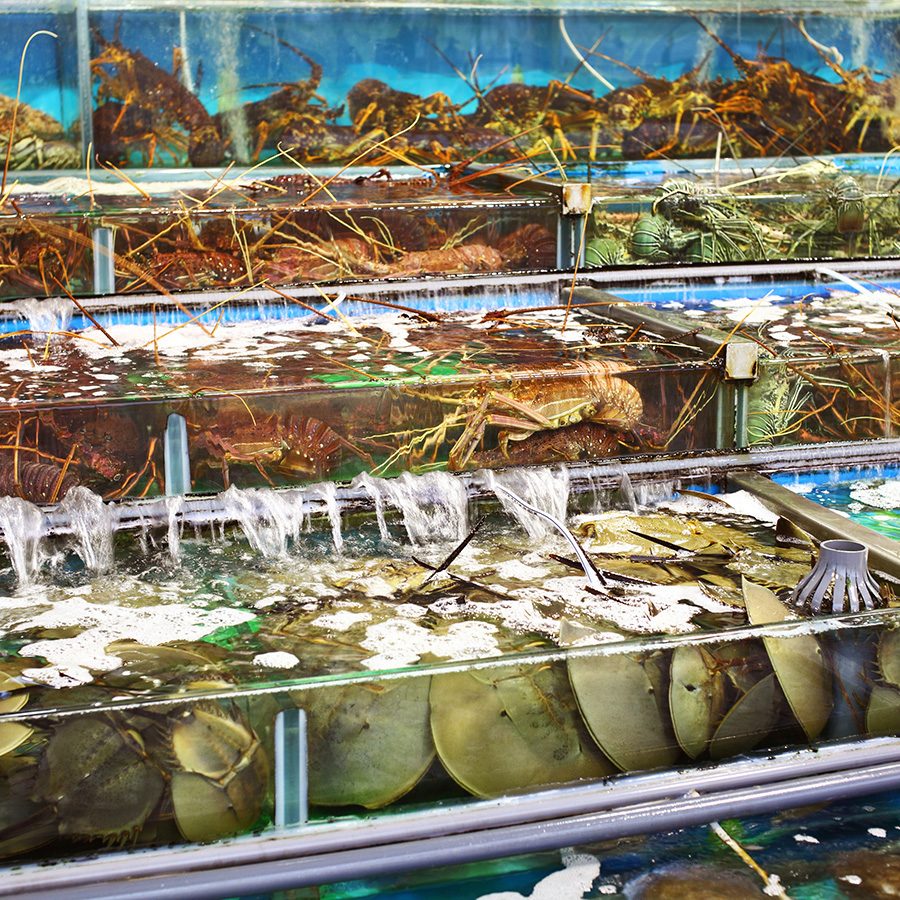 Seafood market in Lei Yue Mun
