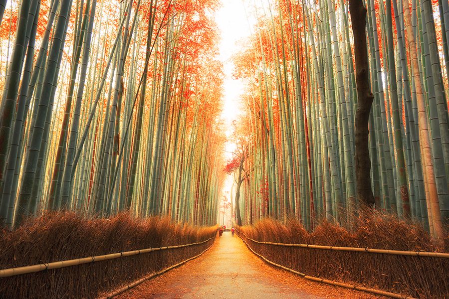 Arashiyama Bamboo Forest in Kyoto