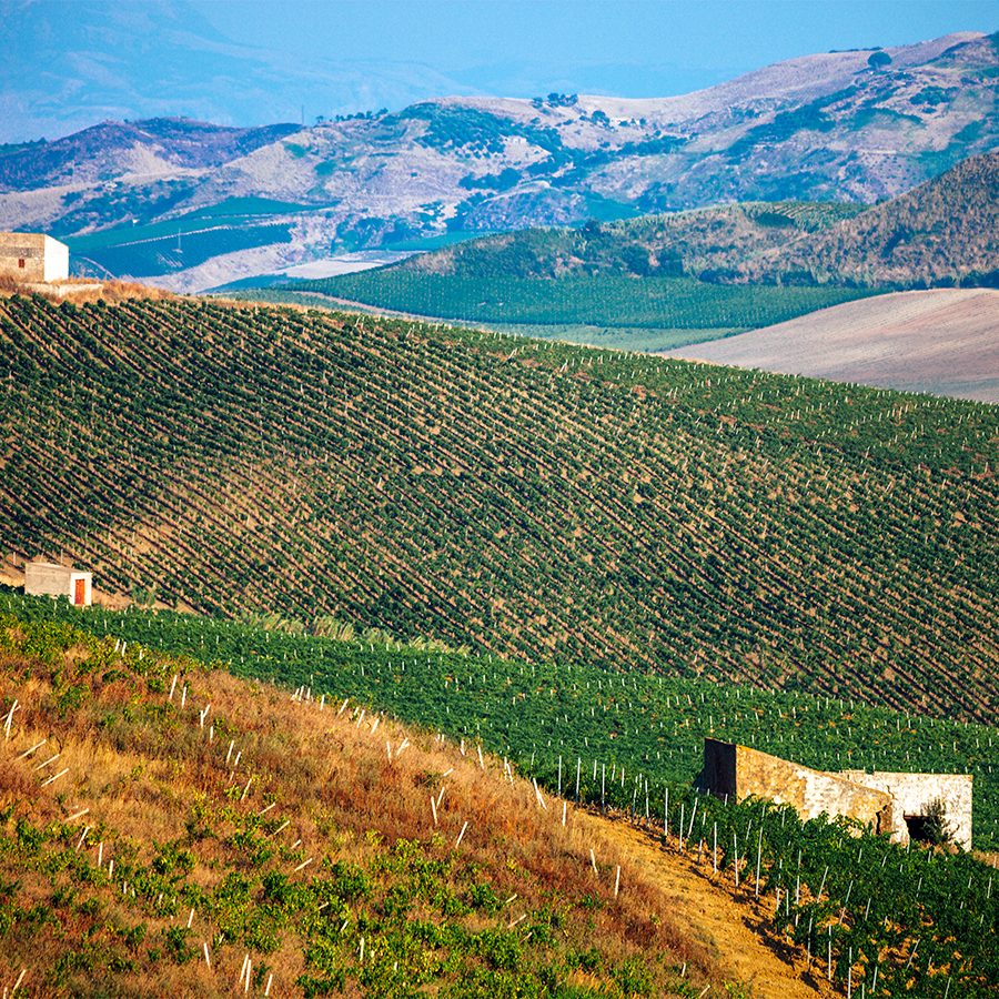 Sicily vineyards