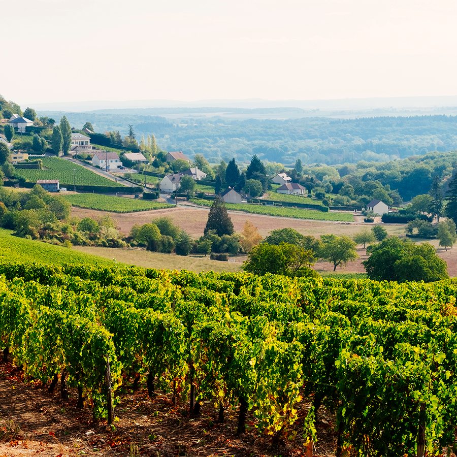 Vineyards in the Loire Valley