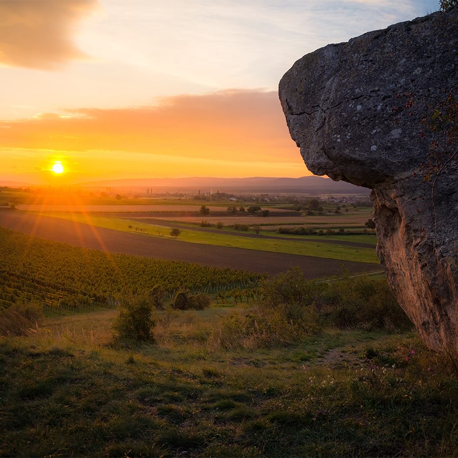 Austrian vineyard
