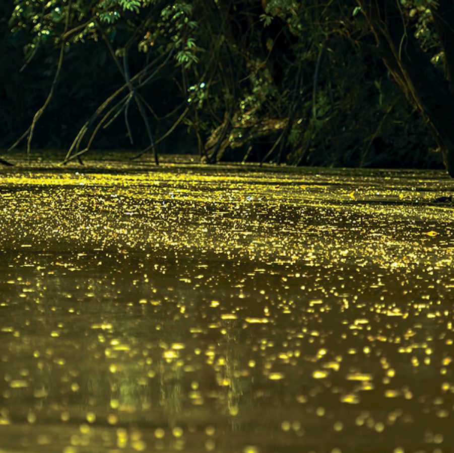 A photo of Kuala Selangor in Malaysia