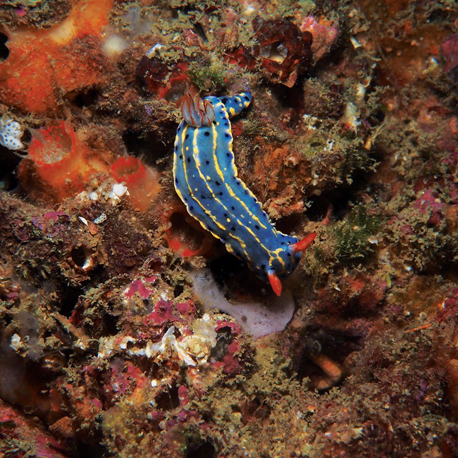 A close up of underwater wildlife in Sai Kung while scuba diving in Hong Kong