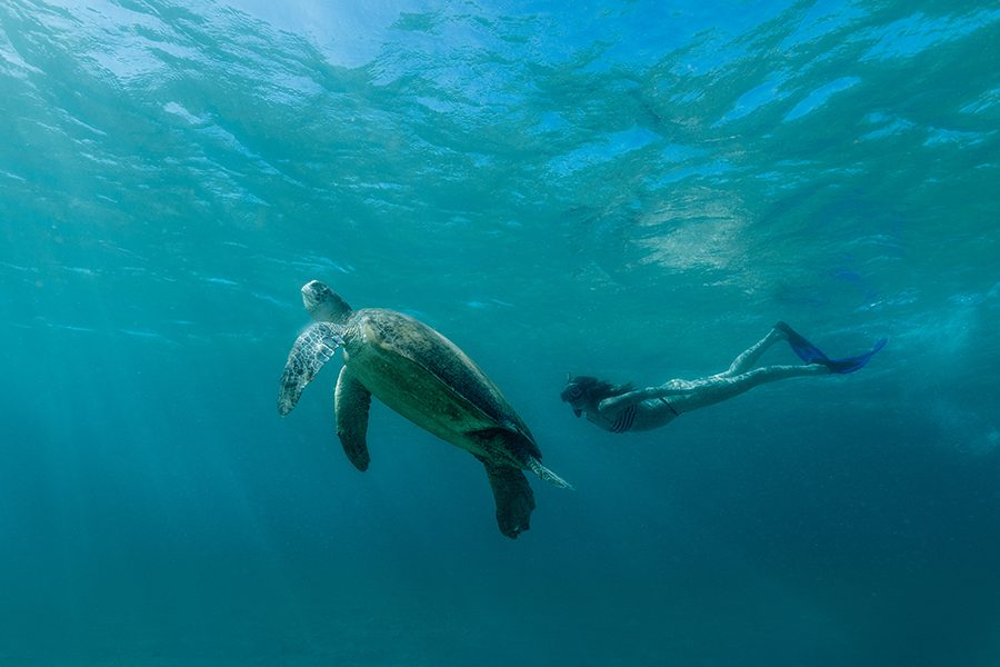 Underwater view of a snorkeller near a sea turtle