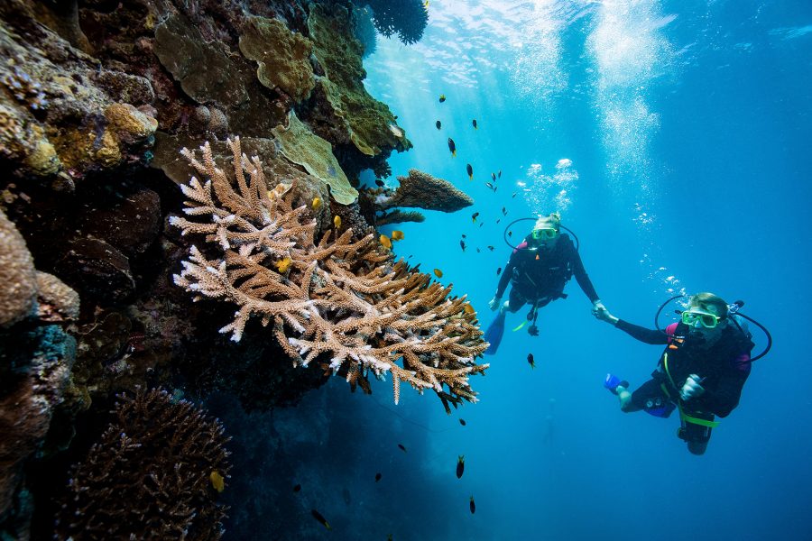 Two divers wearing scuba gear swimming underwater next to a coral in the Great Barrier Reef in Australia 