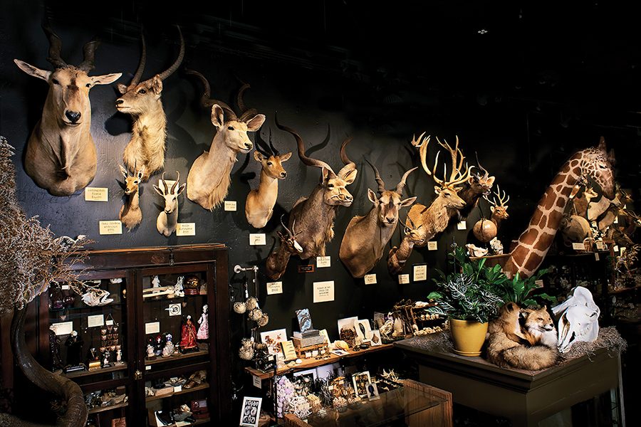 A wall full of taxidermy animals inside the curious shop Paxton Gate in San Francisco
