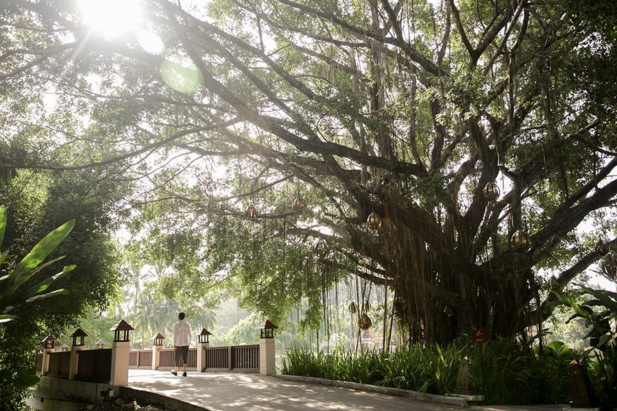 A person crosses a bridge next to a large banyan tree, at Banyan Tree Phuket 