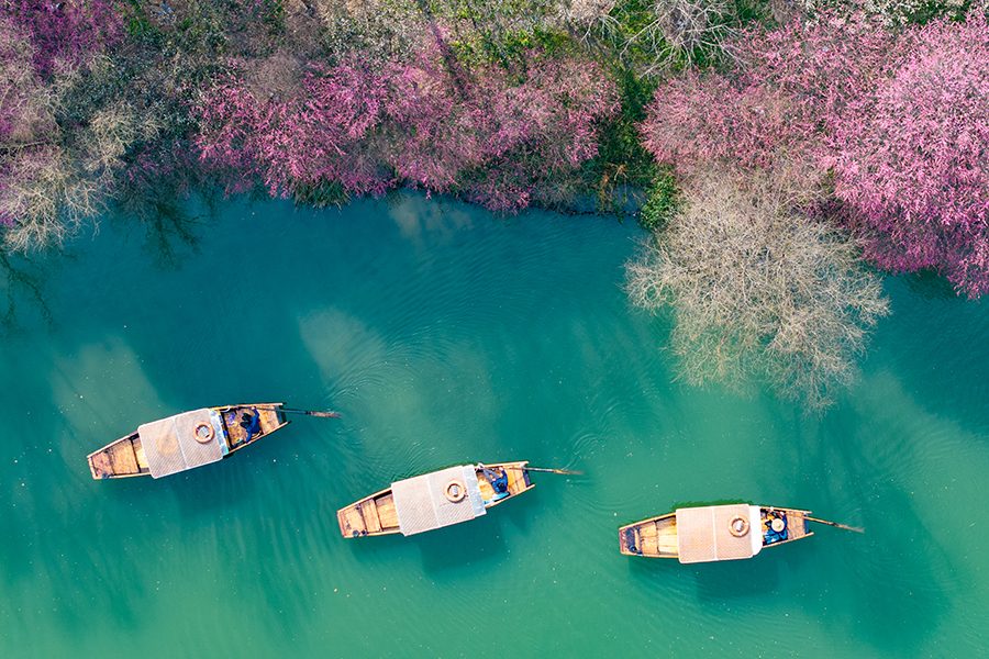 Boats in a river surrounded by pink flowers in Hangzhou Xixi National Wetland Park 