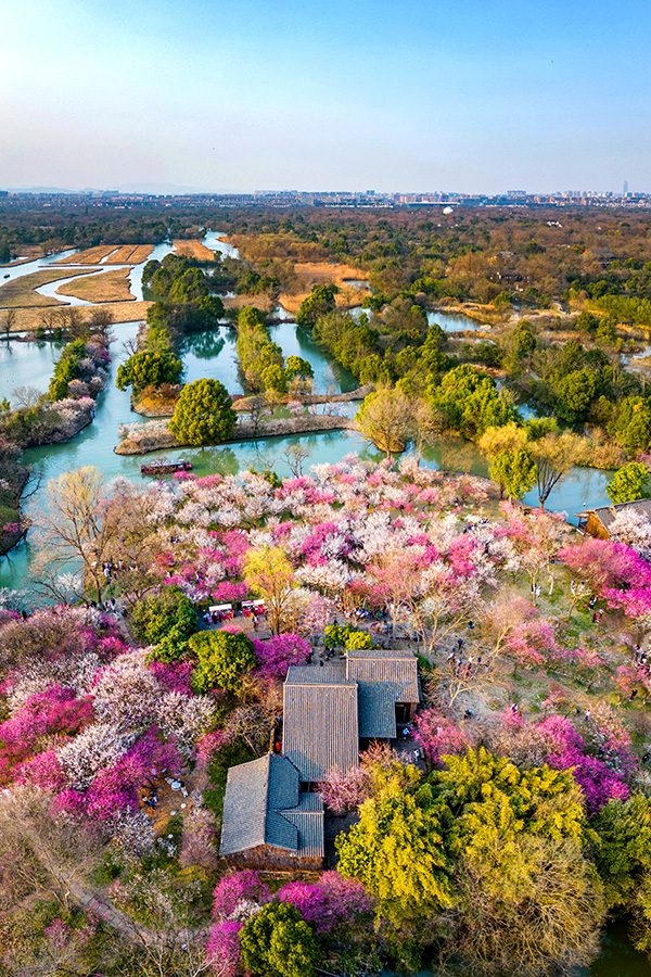 Lakes, traditional houses and pink flowers in Hangzhou Xixi National Wetland Park 