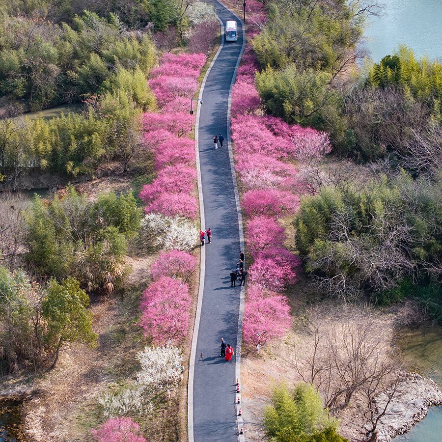 People walking on a road with pink flowers and trees in Hangzhou Xixi National Wetland Park