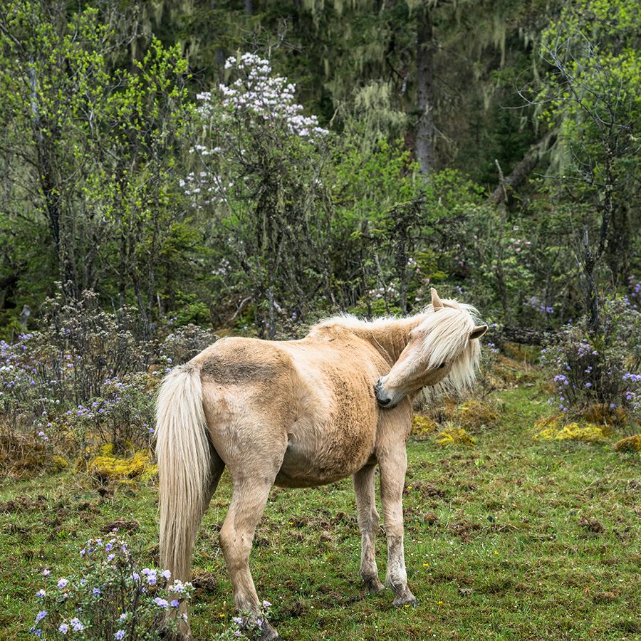 A white horse standing in a field in Pudacuo National Park 