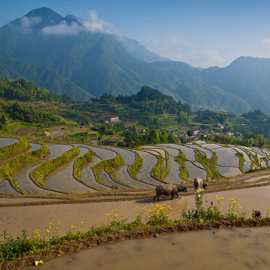 A cow walking on a path along the Yunhe Rice Terraces with mountains and traditional houses in the background