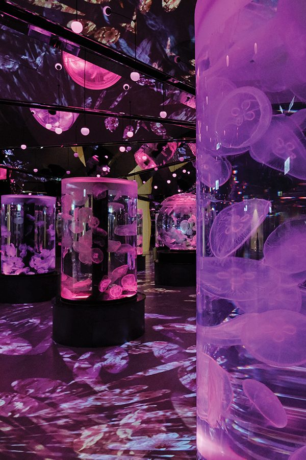 Sea jelly exhibits lit up in pink and purple at Xpark, an aquarium in Taoyuan.