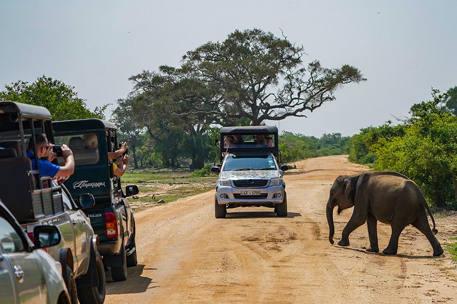 Elephant crossing road in Yala National Park in Sri Lanka 