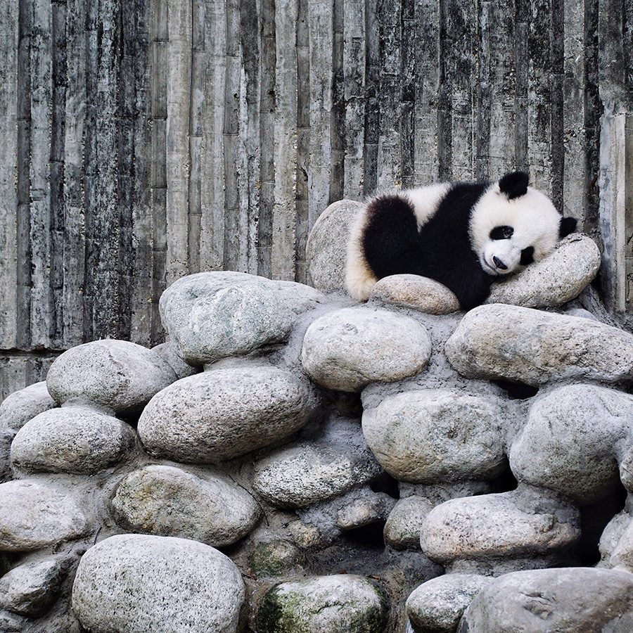A panda resting on a pile of rocks in Sichuan. 