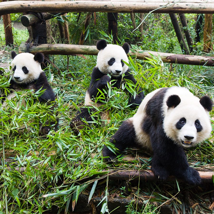 Three pandas eating bamboo in their natural habitat in Sichuan. 