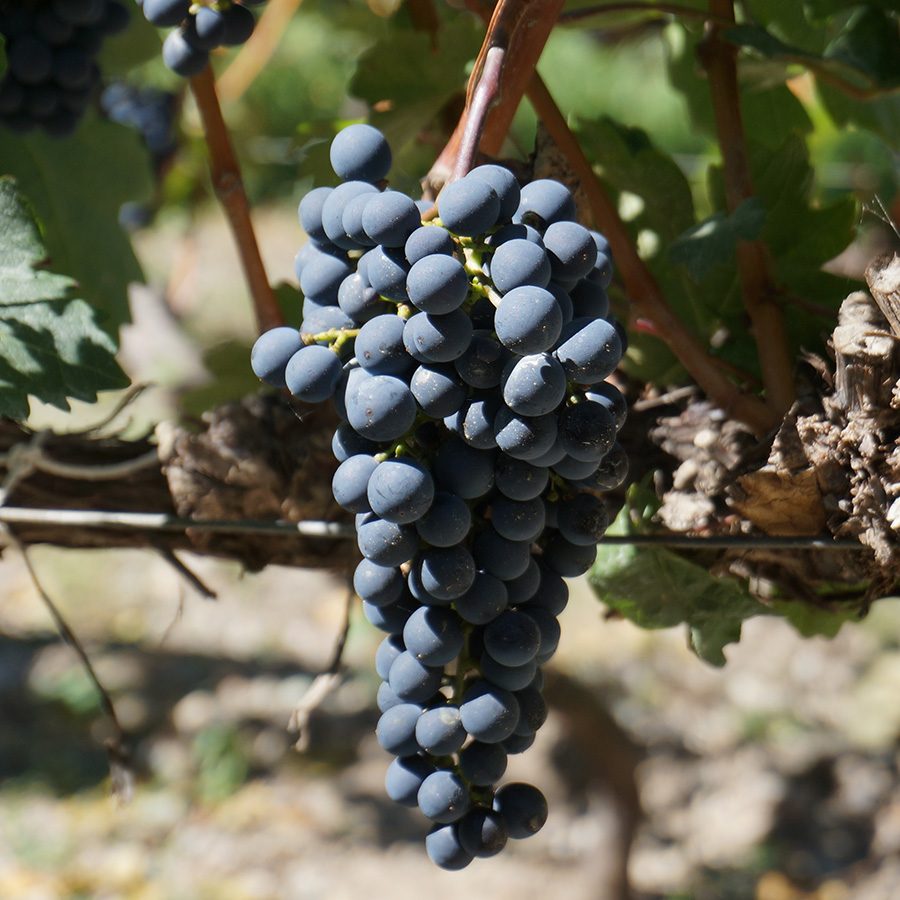 Bunches of purple grapes on the vine at Ao Yun. 