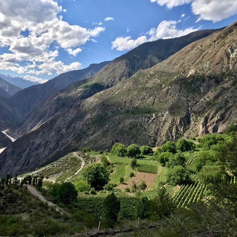 Ao Yun vineyards in the foothills of the Himalayas. 