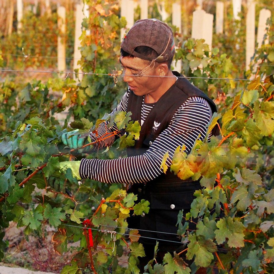 A woman and a man inspect the vines in The Starting Point’s vineyard in Ningxia, China. 