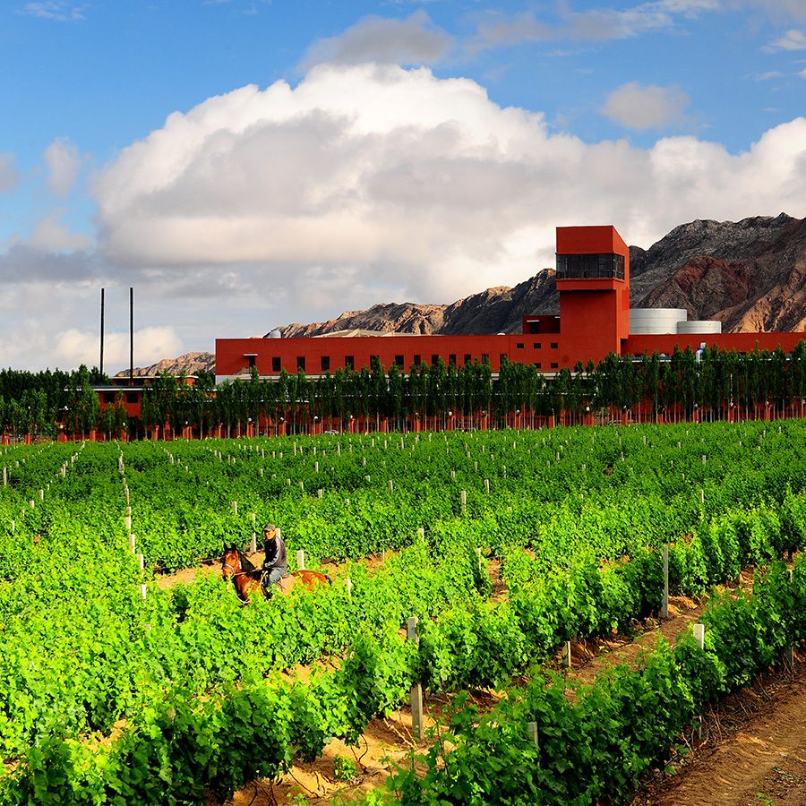 Vineyards at Tiansai in Xinjiang, China. A man on horseback rides through the rows of grapes. 