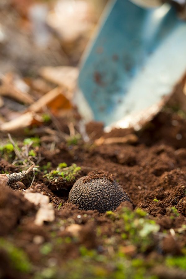 A black truffle in the soil. A trowel is in the background.