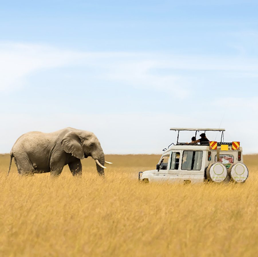 An elephant and a tour cart in the wild during a wildlife safari in South Africa 