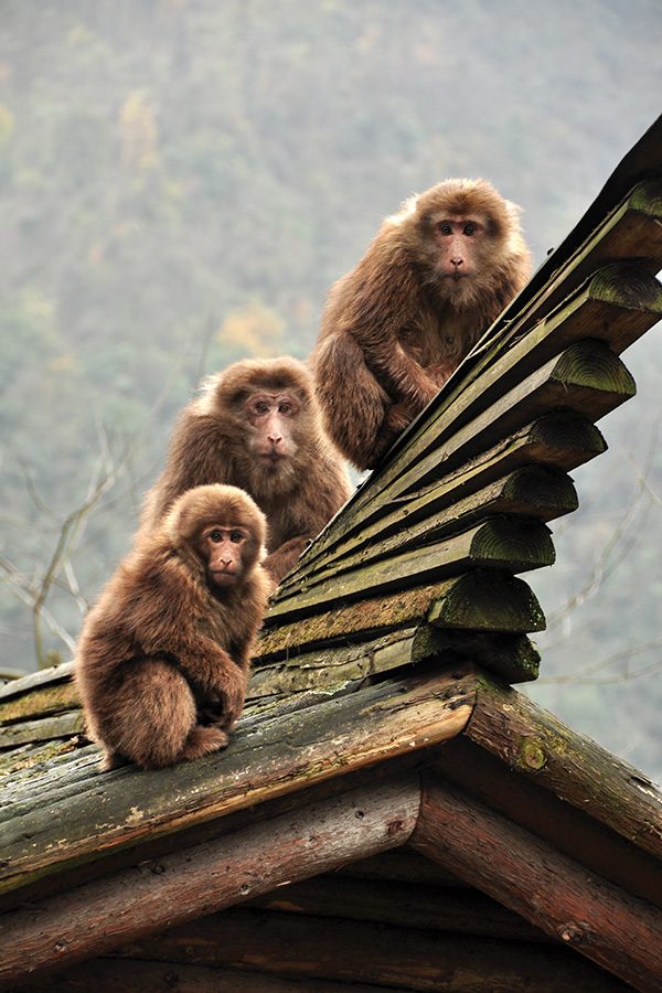 Three Tibetan macaques on the roof of a structure at Mount Emei, Sichuan. 