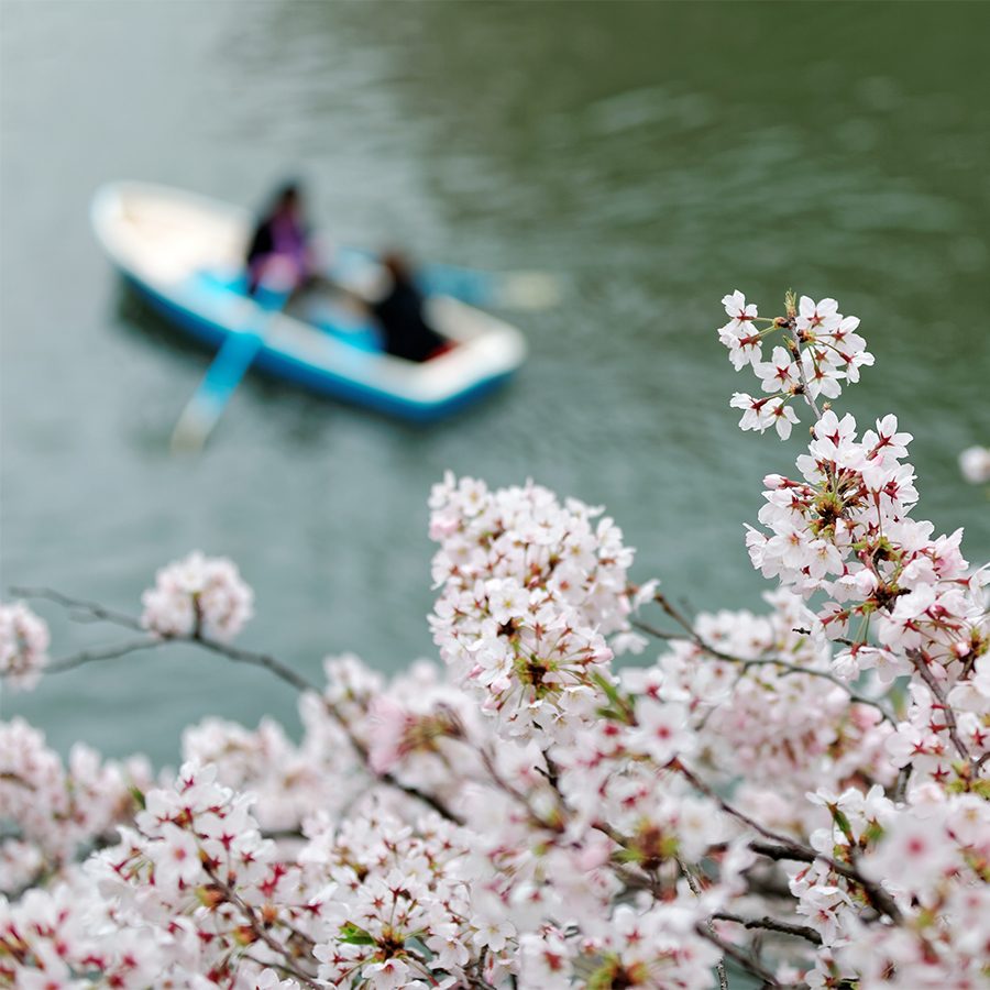 Two people in a boat rowing under cherry blossoms