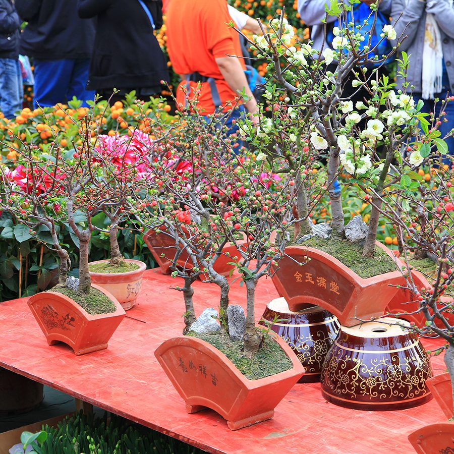 Flowers in red, Chinese-style plant pots on a red table. 